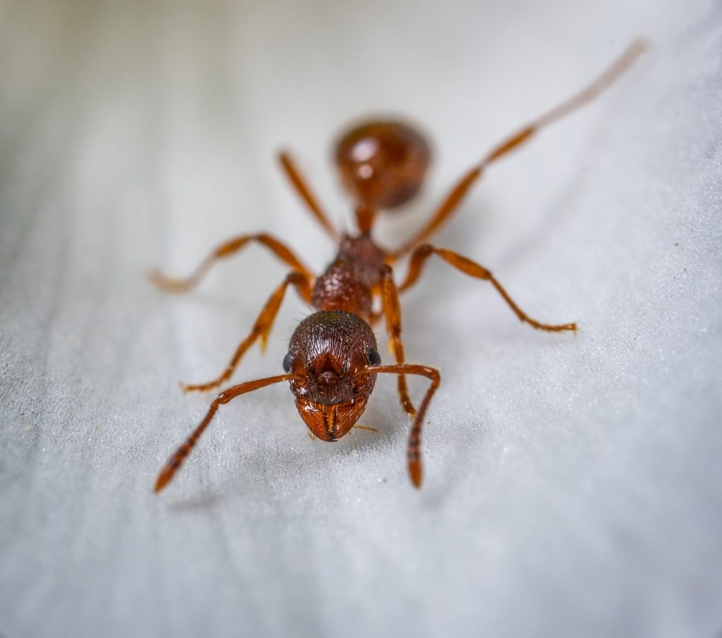 insect, macro, ant, ginger, petal, ant, ant, ant, ant, ant