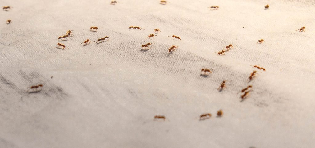 black and brown ant on white sand during daytime